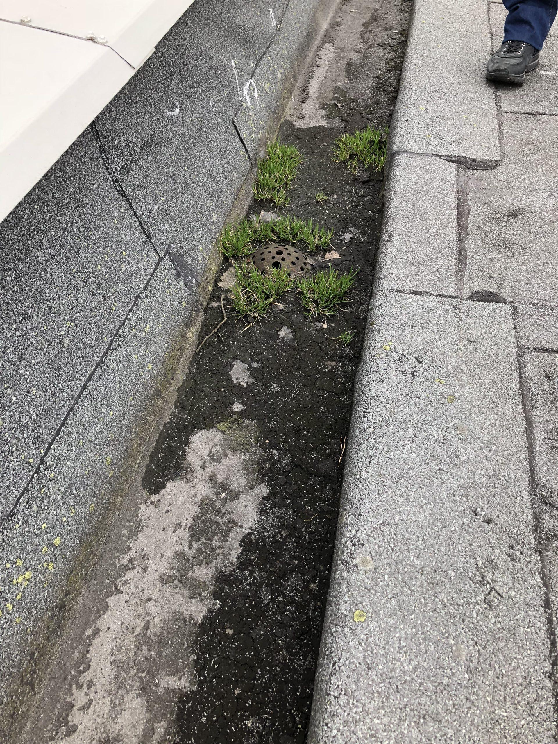 Mose og skitt i en takrenne langs en takkant