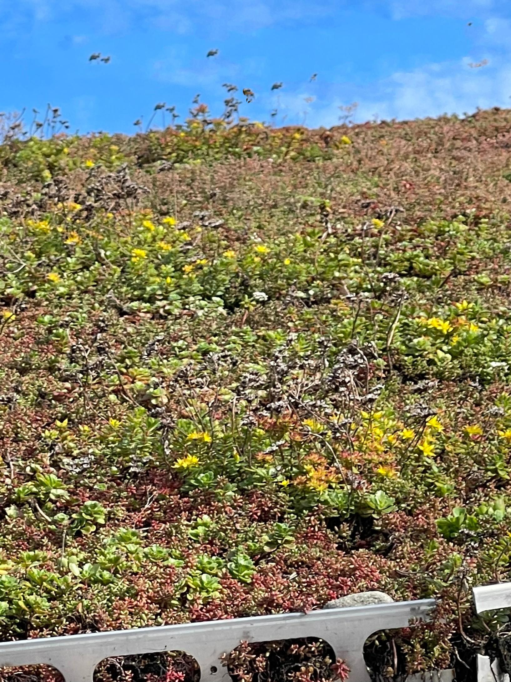 Sedum i blomst, tett på